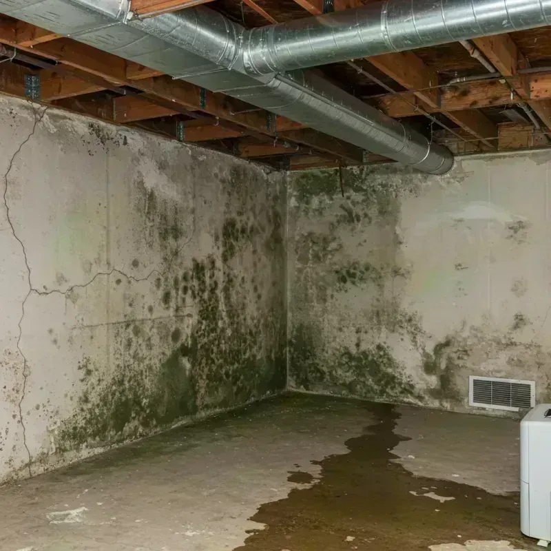 Professional Mold Removal in Altamont, IL